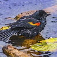 Buy canvas prints of Red Wing Blackbird Washing Juanita Bay Park Lake Washington Kirk by William Perry