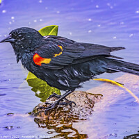 Buy canvas prints of Red Wing Blackbird Crying Juanita Bay Park Lake Washington Kirkl by William Perry