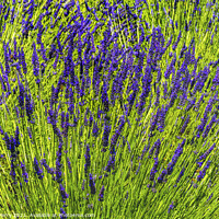 Buy canvas prints of Purple Lavender Blossoms Blooming Abstrac Washington  by William Perry