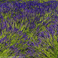 Buy canvas prints of Purple Lavender Blossoms Blooming Abstrac Washington  by William Perry
