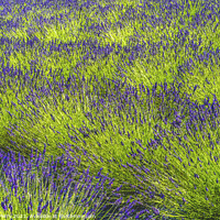 Buy canvas prints of Purple Lavender Blossoms Blooming Patterns Abstract Washington  by William Perry