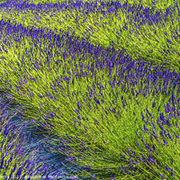 Buy canvas prints of Purple Lavender Blossoms Farm Blooming Patterns Abstract Washing by William Perry