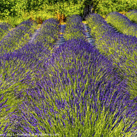 Buy canvas prints of Purple Lavender Blossoms Blooming Farm Washington  by William Perry