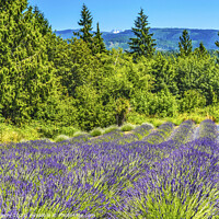 Buy canvas prints of Purple Lavender Blossoms Blooming Farm Washington  by William Perry