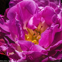 Buy canvas prints of Pink Double Price Tulip Blooming Macro by William Perry
