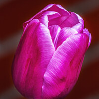 Buy canvas prints of Pink White Darwin Tulip Blooming Macro by William Perry