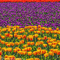Buy canvas prints of Red Orange Purple  Tulips Fields Farm Skagit County, Washington by William Perry