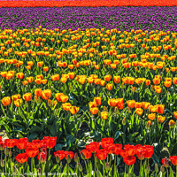 Buy canvas prints of Red Orange Purple Tulips Fields Farm Skagit County, Washington by William Perry