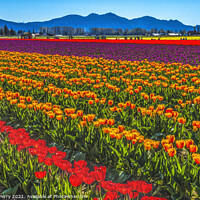 Buy canvas prints of Red Orange Tulips Fields Farm Skagit County, Washington by William Perry