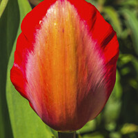 Buy canvas prints of Red Yellow Darwin Tulip Blooming  by William Perry