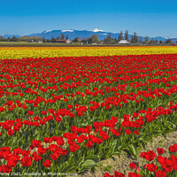 Buy canvas prints of Colorful Red Tulips Farm Snowy Mount Baker Skagit Valley Washing by William Perry