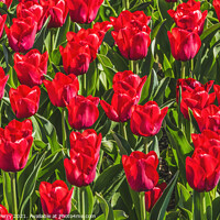 Buy canvas prints of Red Tulip Fields Farm Skagit County, Washington by William Perry