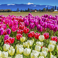 Buy canvas prints of Colorful Pinke Tulips Farm Snowy Mount Baker Skagit Valley Washi by William Perry