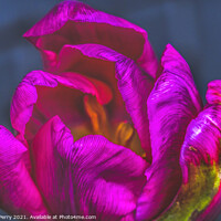 Buy canvas prints of Pink Green Darwin Tulip Blooming Macro by William Perry