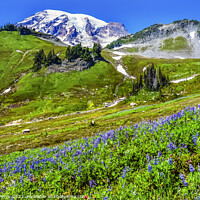 Buy canvas prints of Wildflowers Paradise Mount Rainier National Park Washington by William Perry