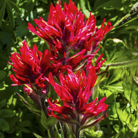 Buy canvas prints of Magenta Indian Paintbrush Wildflower Mount Rainier Paradise by William Perry