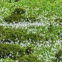 Buy canvas prints of White Avalanche Lilies Wildflowers Mount Rainier Paradise by William Perry