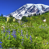 Buy canvas prints of Bistort Lupine Wildflowers Paradise Mount Rainier National Park  by William Perry