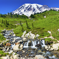 Buy canvas prints of Wildflowers Edith Creek Paradise Mount Rainier National Park Was by William Perry