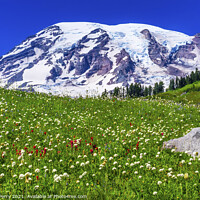 Buy canvas prints of Bistort Indian Paintbrush Wildflowers Paradise Mount Rainier Nat by William Perry