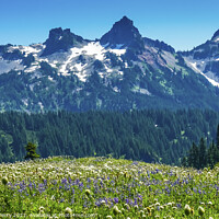 Buy canvas prints of Wildflowers Tatoosh Range Paradise Mount Rainier National Park W by William Perry