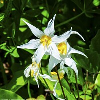 Buy canvas prints of White Avalanche Lily Wildflower Mount Rainier Paradise by William Perry