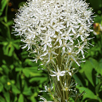 Buy canvas prints of White Bear Grass Wildflower Mount Rainier Paradise by William Perry