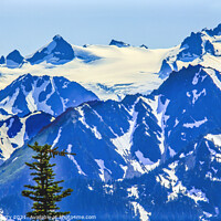 Buy canvas prints of Mount Olympus Snow Mountains Hurricane Ridge Olympic Park Washin by William Perry