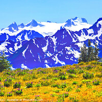 Buy canvas prints of Mount Olympus Snow Mountains Purple Lupine Evergreen Hurricane R by William Perry