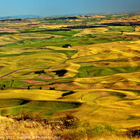 Buy canvas prints of Yellow Green Wheat Fields and Farms from Steptoe Butte Palouse W by William Perry
