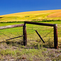 Buy canvas prints of Green Yellow Wheat Grass Fence Blue Skies Palouse Washington Sta by William Perry