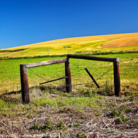 Buy canvas prints of Farm Green Yellow Wheat Grass Fence Blue Skies Palouse Washingto by William Perry
