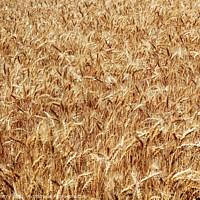 Buy canvas prints of Ripe Wheat Field Palouse Washington State by William Perry