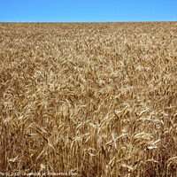 Buy canvas prints of Ripe Wheat Field Blue Skies Palouse Washington State by William Perry