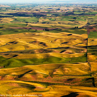 Buy canvas prints of Green Yellow Wheat Grass Farms Palouse Washington State by William Perry