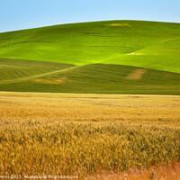 Buy canvas prints of Ripe Yellow Green Wheat Fields Palouse Washington State by William Perry