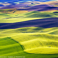 Buy canvas prints of Green Wheat Fields Black Fallow Land Patterns and Farms Palouse  by William Perry