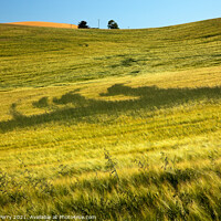 Buy canvas prints of Green Wheat Grass Patterns Blue Skies Palouse Washington State by William Perry