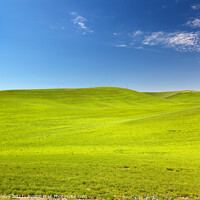 Buy canvas prints of Green Wheat Grass Blue Skies Palouse Washington State by William Perry