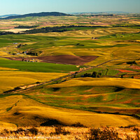 Buy canvas prints of Red Farms Yellow Green Wheat Fields and Farms Palouse Washington by William Perry