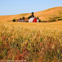 Buy canvas prints of Red Barn in Ripe Wheat Field Palouse Washington State by William Perry