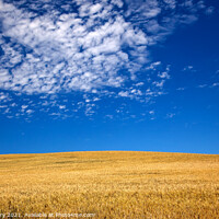 Buy canvas prints of Ripe Wheat Field Palouse Washington State by William Perry