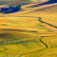 Buy canvas prints of Yellow Green Wheat Grass Farm Road Patterns Palouse Washington by William Perry