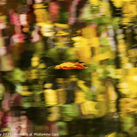 Buy canvas prints of Floating Autumn Leaf Abstract Reflection Fall Colors Wenatchee R by William Perry