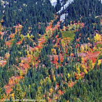 Buy canvas prints of Fall Colors Mountain Sides Forest Stevens Pass Leavenworth Washi by William Perry