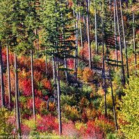 Buy canvas prints of Fall Colors Mountain Sides Forest Stevens Pass Washington by William Perry