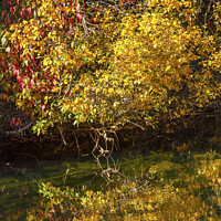 Buy canvas prints of Fall Colors Green Water Reflection Abstract Wenatchee River Wash by William Perry