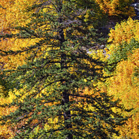 Buy canvas prints of Fall Yellow Green Colors Mountain Sides Forest Evergreen Stevens by William Perry