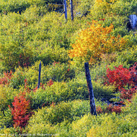 Buy canvas prints of Fall Colors Mountain Sides Forest Leavenworth Washiington by William Perry