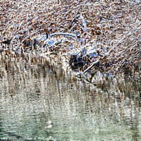 Buy canvas prints of Winter Leaves Snow Ice  Abstract Wenatchee River Washngton by William Perry